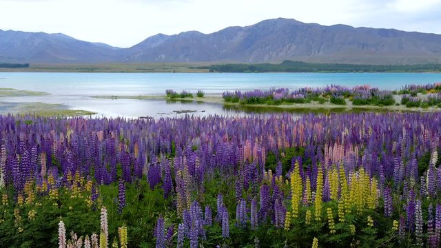 Lake Tekapo, New Zealand - Beautiful Lupin Field at Lake Tekapo, New Zealand in Summer. Top Travel Destination in New Zealand. New Zealand Landscape.
