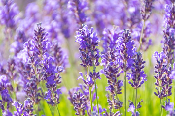 Lavender Flowers at the Plantation Field, Lavandula Angustifolia