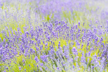 Fototapeta premium Lavender Flowers at the Plantation Field, Lavandula Angustifolia