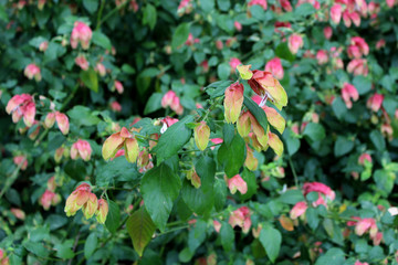 Obraz premium Shrimp Plant