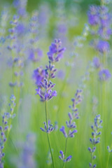 Lavender Flowers at the Plantation Field, Lavandula Angustifolia