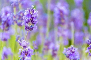 Lavender Flowers at the Plantation Field, Lavandula Angustifolia