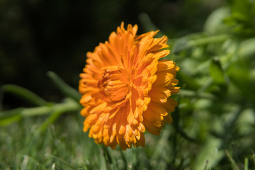 aster flowers in a garden