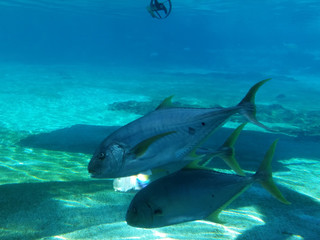 Fototapeta premium fish in ocean