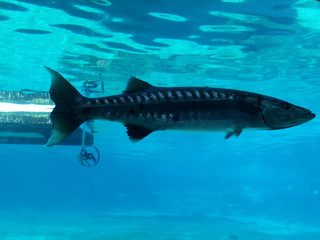 Obraz premium fish in ocean