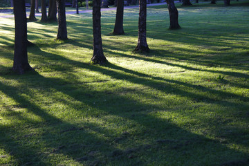 shadows of trees in the park