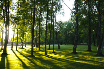 shadows of trees in the park