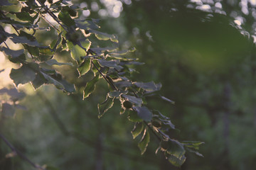 tree branch close up