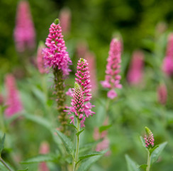 purple flowers in a garden