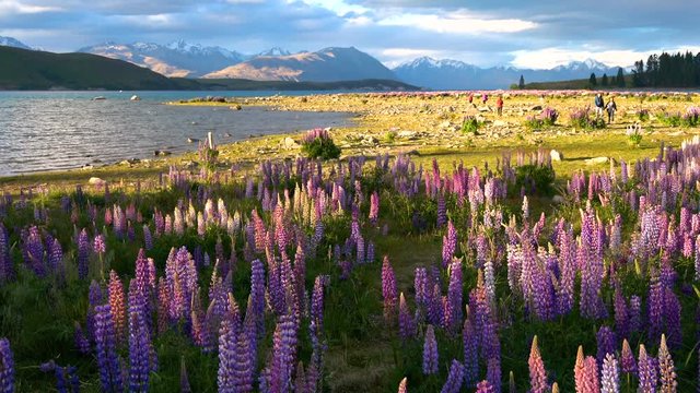 Lake Tekapo, New Zealand - Beautiful Lupin Field at Lake Tekapo, New Zealand in Summer. Top Travel Destination in New Zealand. New Zealand Landscape.