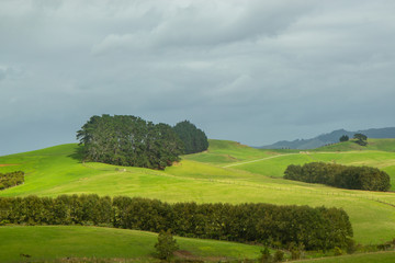 Fototapeta na wymiar View of green hills of North island of New Zealand