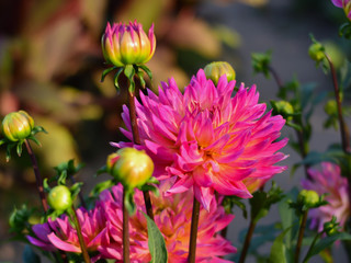 Pink Dahlias shape like flame. Summer, spring and blossom.