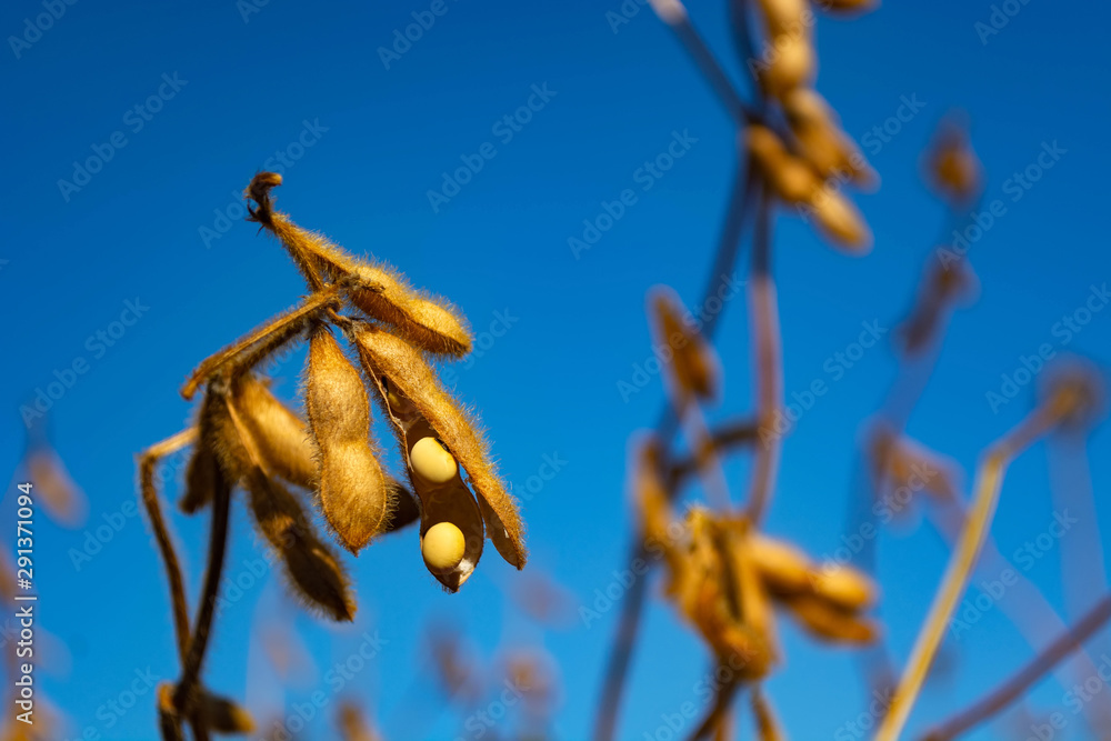 Canvas Prints pods of ripe soybeans in a field in autumn on a sunny day