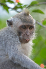 Crab eating macaque, Macaca Fascicularis Monkey Forest Ubud Bali close-up