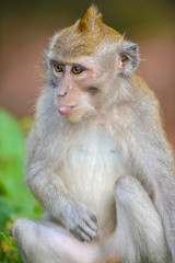 Naklejka na ściany i meble Crab eating macaque, Macaca Fascicularis Monkey Forest Ubud Bali