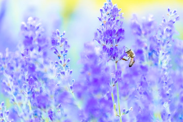 Lavender Flowers at the Plantation Field, Lavandula Angustifolia