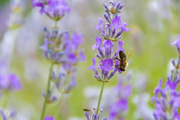 Lavender Flowers at the Plantation Field, Lavandula Angustifolia