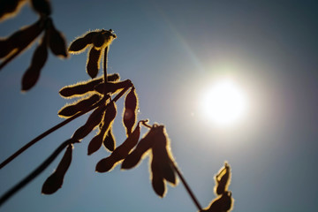 pods of ripe soybeans in a field in autumn on a sunny day