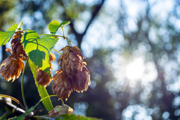 ripe hop cones in the field in early autumn on a sunny day