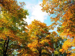 Fall colors on trees in October in North America