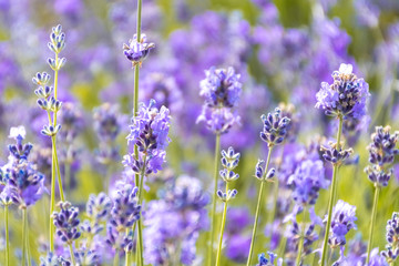 Lavender Flowers at the Plantation Field, Lavandula Angustifolia