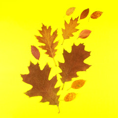 Close-up of dry autumn leaves on a yellow background. Autumn ornament.