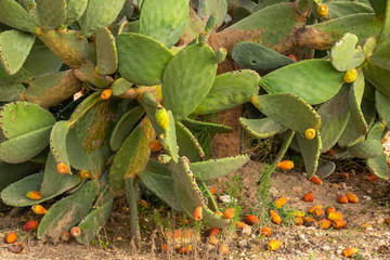 green and ripe prickly pears
