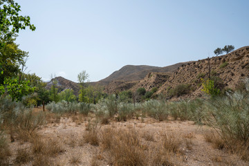 tree in the Lucainena river, near the town of Lucainena