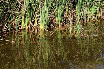 Coastal Grass by Water