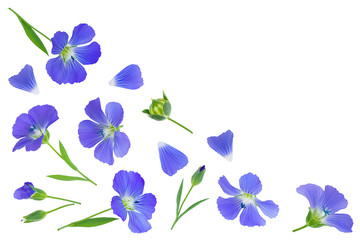 Fototapeta na wymiar flax flowers or Linum usitatissimum on a white background with copy space for your text. Top view, flat lay