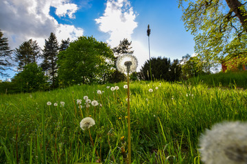 some dandelions