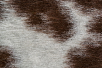 White and brown cow skin. Cow skin texture. White and brown spots.