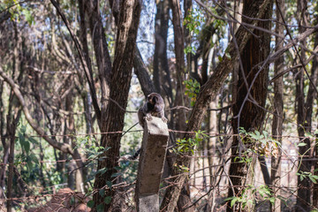 Fototapeta premium monkey in forest