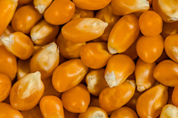 Grano de maíz closeup