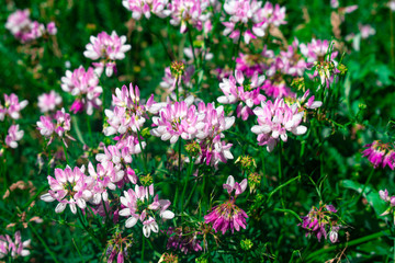  Meadow flowers. Pink lovely flowers.