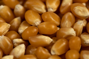 Grano de maíz closeup