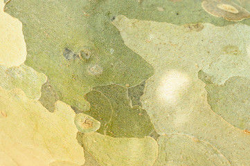 Background of old eucalyptus bark, woody texture