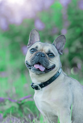 Fototapeta premium French bulldog in the park