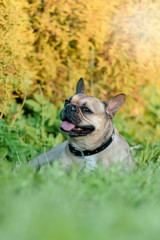 French bulldog in the park