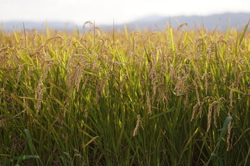 Rice plant in paddy field in Japan