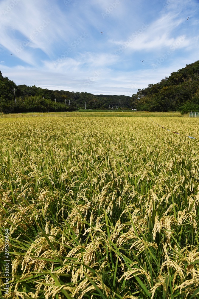 Poster Rice cultivation / In Japan, rice is planted in the rainy season in May, and the harvest season comes in late September.