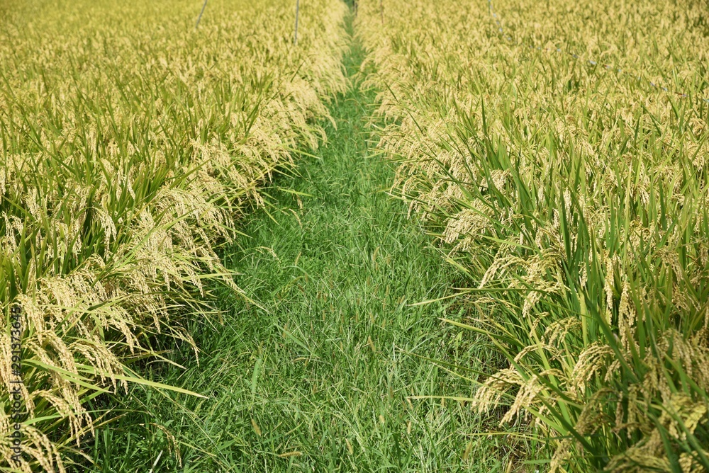 Canvas Prints Rice cultivation / In Japan, rice is planted in the rainy season in May, and the harvest season comes in late September.