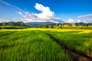 Fototapeta premium Rice Field View at Phitsanulok, Thailand