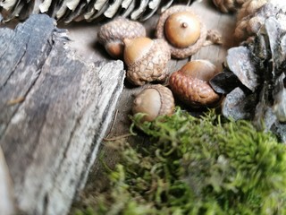 Magnificent acorns are in the moss - autumn, kleine Eicheln im Moos, Waldfund, Natur