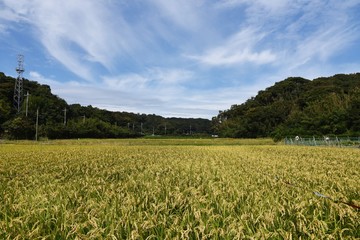 Rice cultivation / In Japan, rice is planted in the rainy season in May, and the harvest season comes in late September.