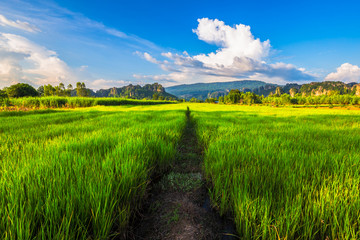 Obraz premium Rice Field View at Phitsanulok, Thailand