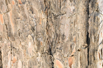 Background of old pine bark, woody texture