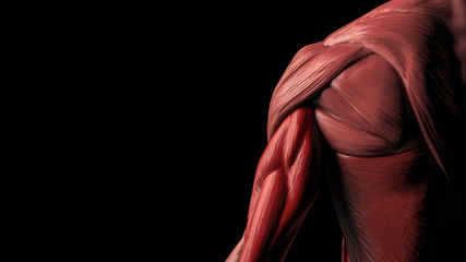 Upper back musculary system of male half view 3d render