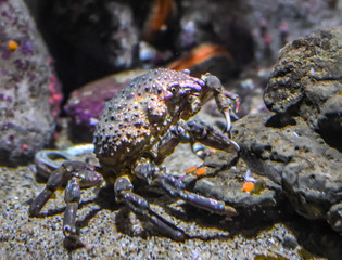 A rock crab picks algae from a rock on the sea floor.
