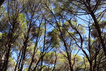 Pineta sempreverde nel bosco 